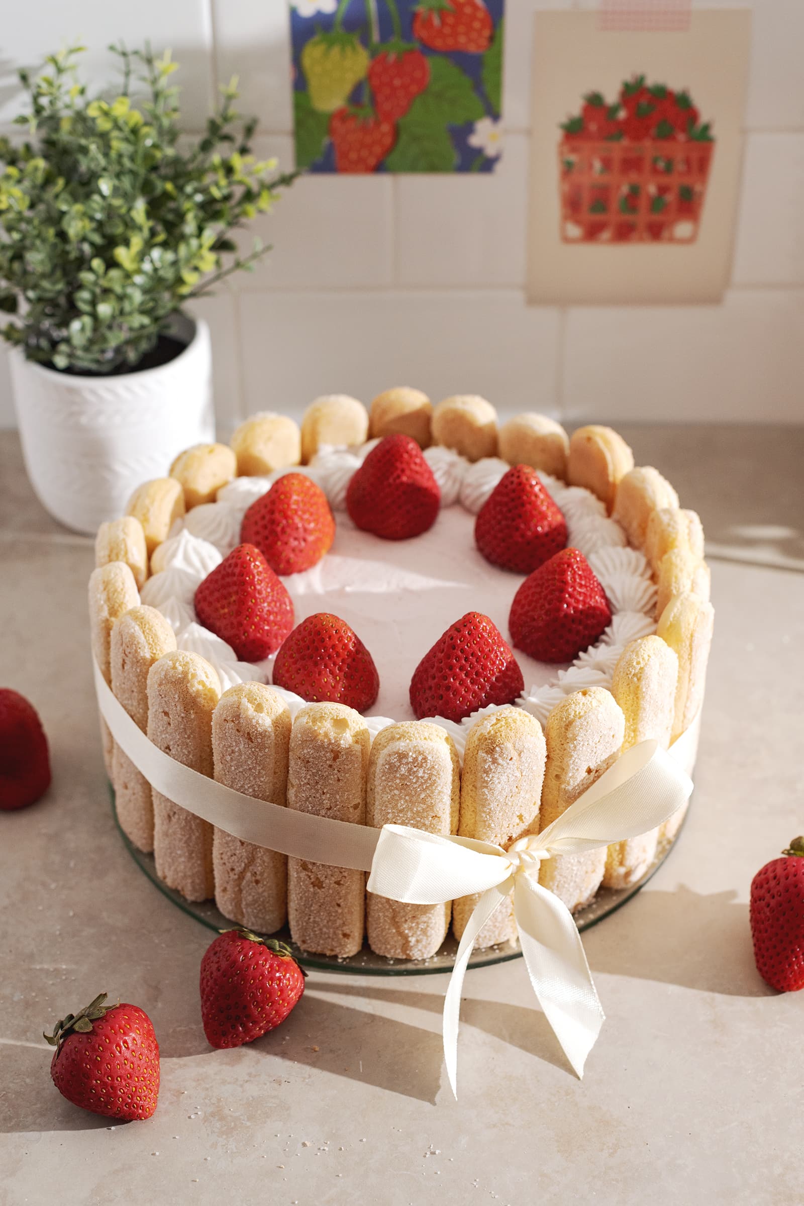 A strawberry charlotte cake wrapped in a ribbon on a counter.
