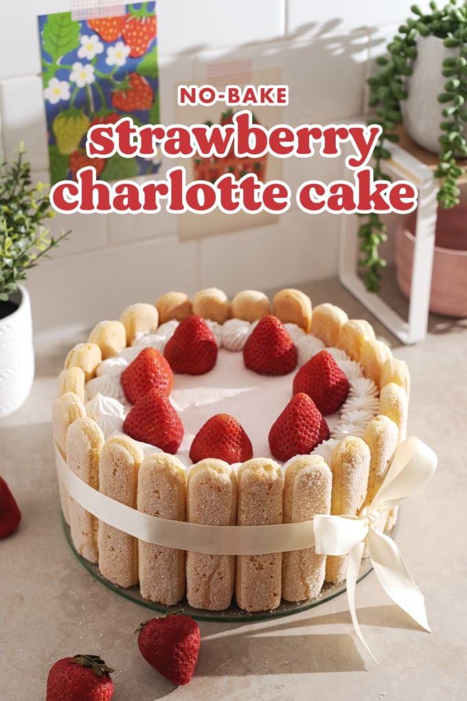 A strawberry charlotte cake wrapped in a ribbon on a counter.