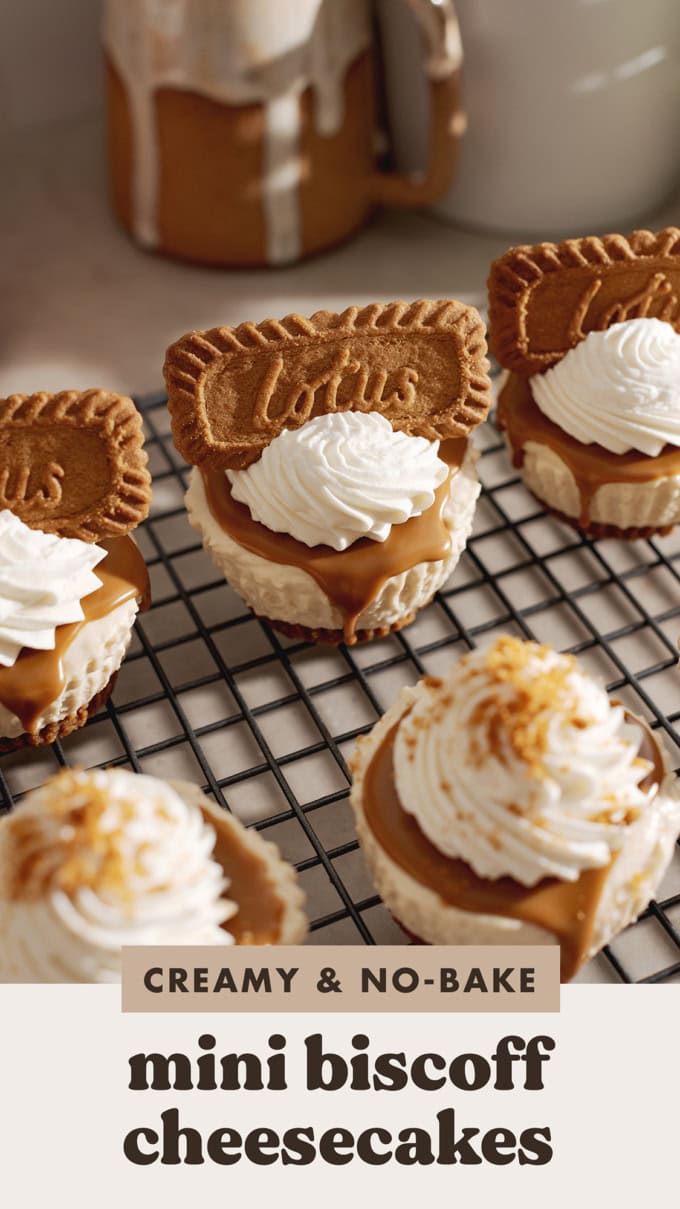 Mini biscoff cheesecakes on a wire rack with a biscoff cookie sticking out of a dollop of whipped cream on top of each one.